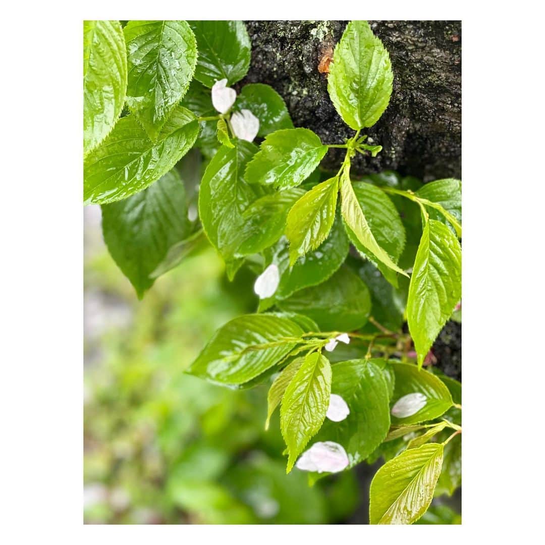 楓ゆきさんのインスタグラム写真 - (楓ゆきInstagram)「⁡ ⁡ ⁡ 　　　𝚁𝚊𝚒𝚗𝚢 ⢄ ⁡ 　　　　　𝙻𝚒𝚔𝚎 𝚒𝚝⢄⢀⢀☂︎ ⁡ ⁡ 　　 　　桜の花びら濡れて集まってクリムトみたい𓂅 　　明日にはもうこの色彩はみられないですよね 　　みられてよかった。綺麗でした❀ ⁡ 　　潤った葉っぱに花びらが♡  　　可愛い 𓂃 ⁡ 　　雨の日も外に出てみるもんだな𓂃🥹 　　　 　　 ⁡ ⁡ #れいにー#雨模様 #うる艶#潤ツヤ#葉っぱと花びら #クリムト画集みるの好きです #美術館行きたくなりました」4月7日 19時23分 - yuki_kaede.tan