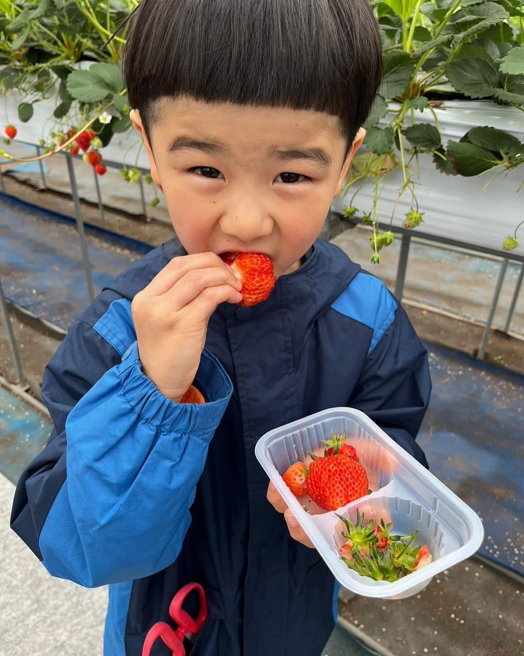 山脇充のインスタグラム：「今日はひっさしぶりにママを独り占め❤️  弟の丸が保育園に行き出してまだ入学式まで春休みのお兄ちゃんの春🙌  超ひっさしぶりにママと2人でデートしたみたいで、、、  昨日は今日のために髪切りに、彼氏か！？！？  いちご狩りしてゲーセンいって回転寿司いったデートコースにご満悦❤️  俺の前で見せた事ない顔してんなぁーー！！！！  #youtube #やまわきくん家 #6さい #きょうだい児」