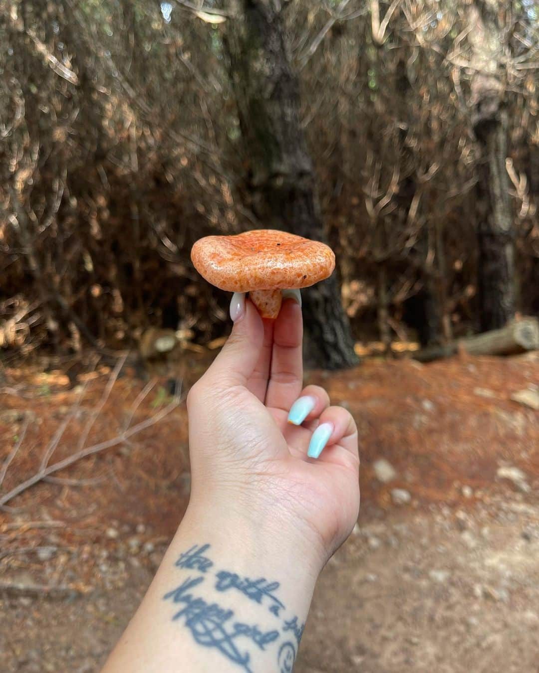 𝐊𝐚𝐞のインスタグラム：「.  Picking Mushrooms 🌲🌞🍃 This is saffron milk cap🍄  .」