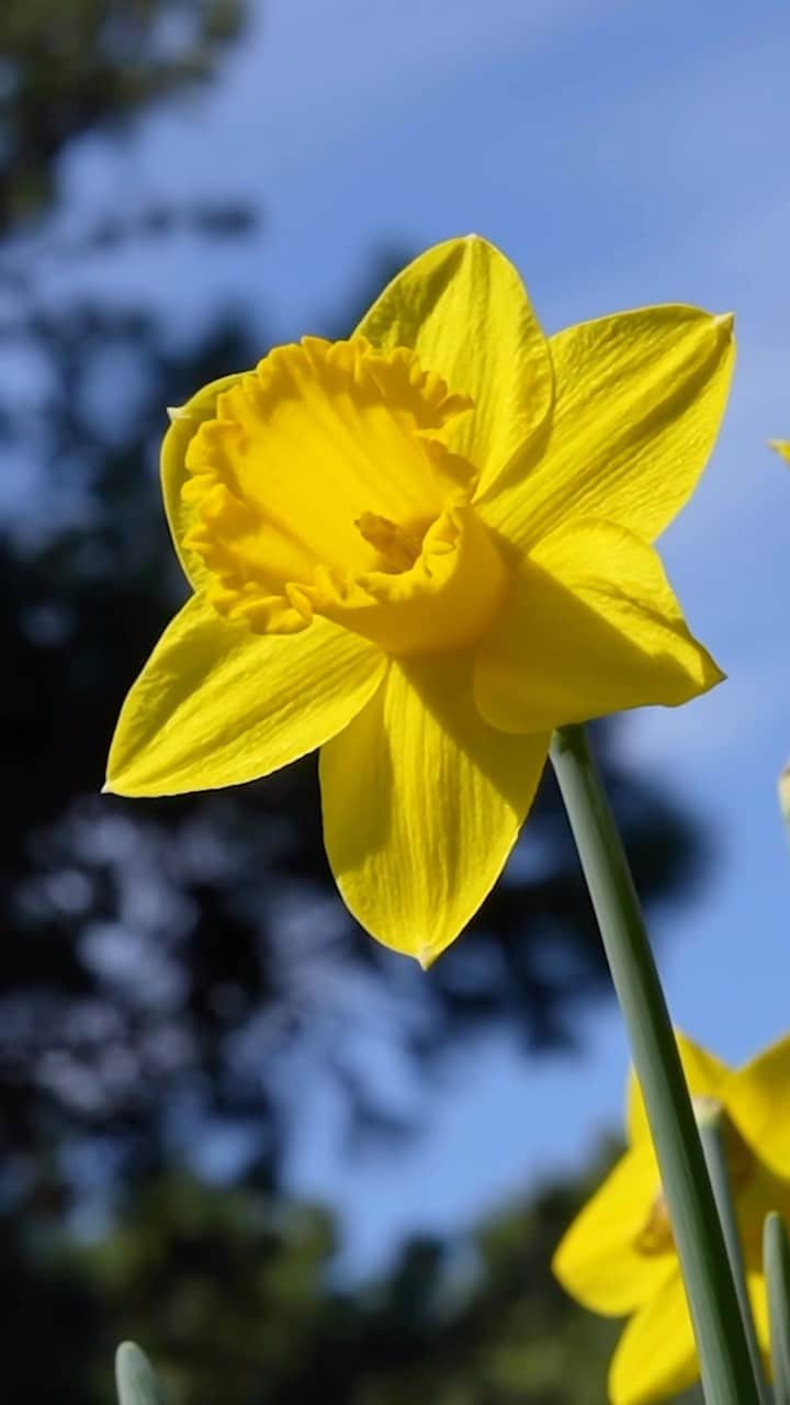 ニューヨーク植物園のインスタグラム：「What better way to soak up the spring beauty than among thousands of sunny yellow flowers covering Daffodil Hill and beyond? ☀️🌼   As we head into the holiday weekend, you won’t want to miss the scene playing out here at the Garden, where countless daffodils have taken advantage of the warmer weather to bloom all around our 250 acres. There’s no doubt that the season’s blooming beauty is upon us! After you’ve had a chance to take in the floral sensation happening outdoors, be sure to head into the Haupt Conservatory, where The Orchid Show: Natural Heritage continues its head-turning run through April 23.   Don’t let spring pass you by—hit the link in our bio to track bloom schedules and get your tickets to New York’s most beautiful landscape!   #Narcissus #plantlove #OrchidNYBG」