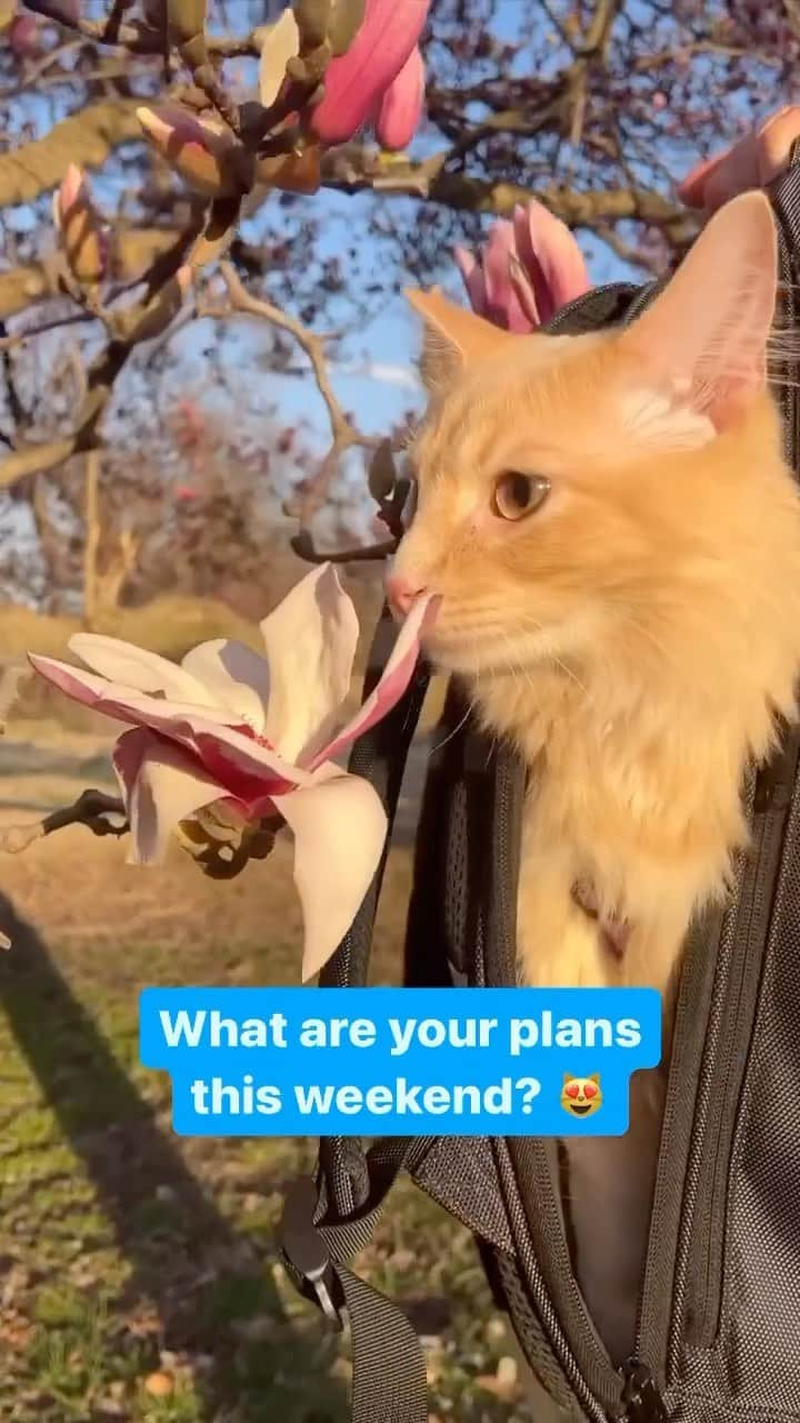 Fresh Stepのインスタグラム：「May your weekend be full of fresh flowers and sweet kitties 🌷😸  See the link in our bio for helpful tips on which plants are safe for cats!  Vid courtesy of @mowglibaby_thecat  #cat #cats #kittycat #cattok #Kitten #CatLover #Kitty #CatLife #CatLove #CatoftheDay #LoveCats #HappyCat #freshstep #freshsteplitter #catsandflowers #flowercat #catsloveflowers」