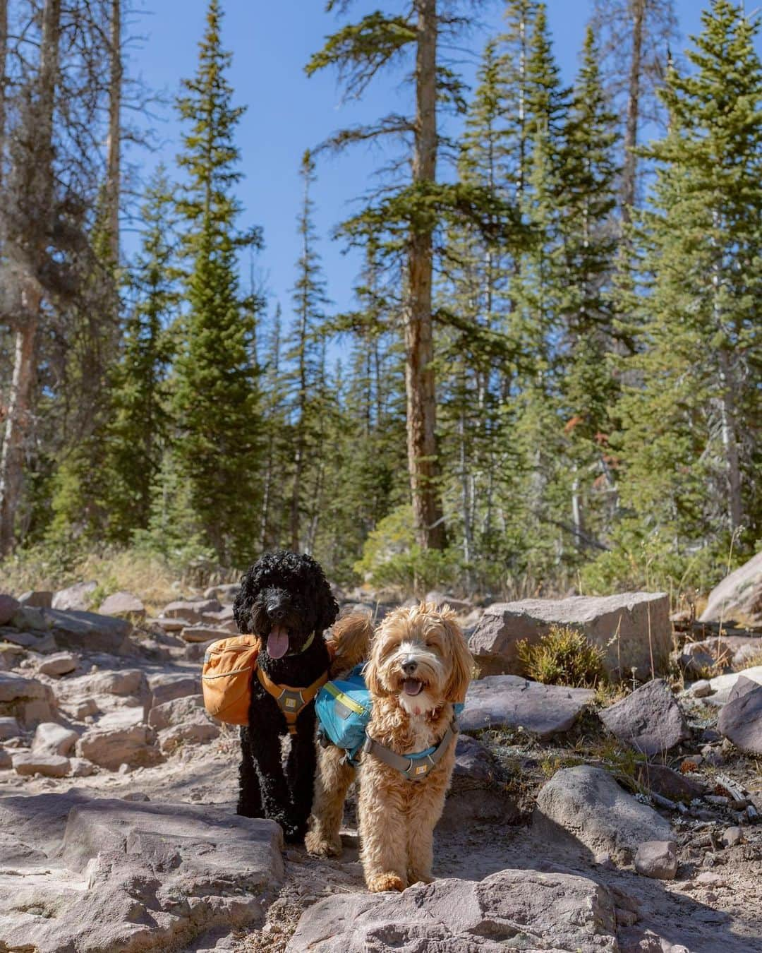 REIのインスタグラム：「When you finally find your trail bestie. 🫶  Photo: @brickmann」