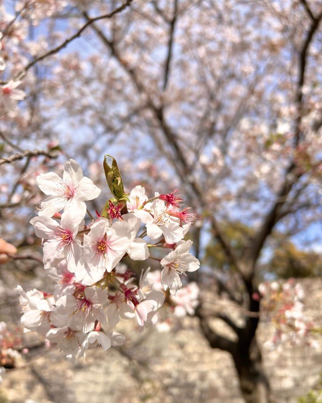 ゆめさんのインスタグラム写真 - (ゆめInstagram)「桜🌸  こんなに可愛いお花なかなかない🥰 来年はもっといろんな種類の桜🌸見に行きたいっ」4月7日 21時12分 - ___yu.me___