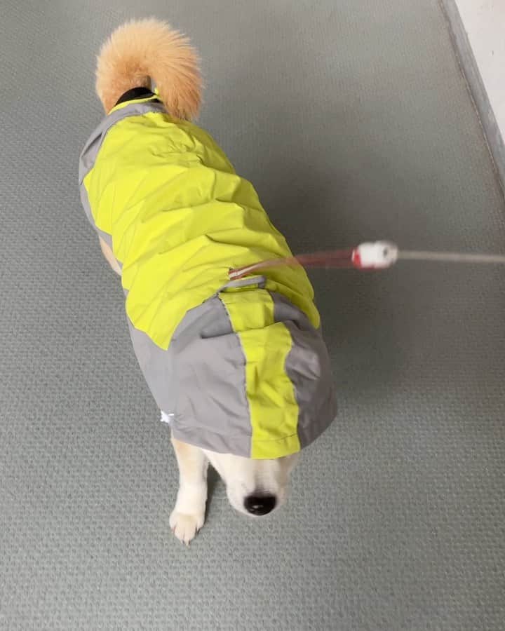 こなつのインスタグラム：「今日は雨でしたねー☔️ カッパ隊」