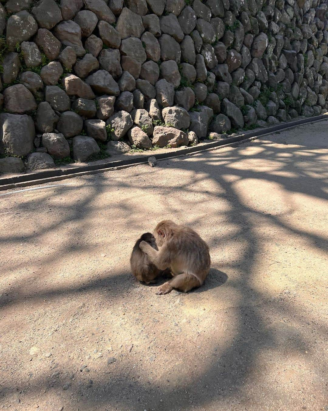 AO のインスタグラム：「🐒 可愛い親子 弟に写真送ったちんあなご おいしいだんご汁 満開の桜 地獄めぐり という別府の思い出たち 楽しかったなあ 撮影終えて次の日 みんな筋肉痛の中 満喫してきました✨ またお知らせします〜 #別府#大分#猿#ちんあなご#だんご汁#地獄めぐり」