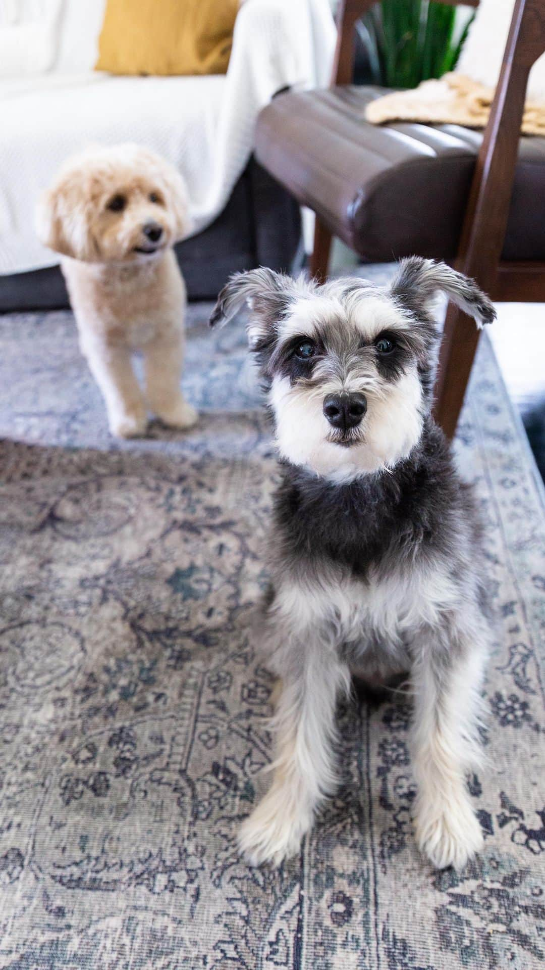 Remix the Dogのインスタグラム：「What smells?  #dogsofinstagram #schnauzer #poodle #perro #cachorro #cutedogs #puppylove #weeklyfluff」