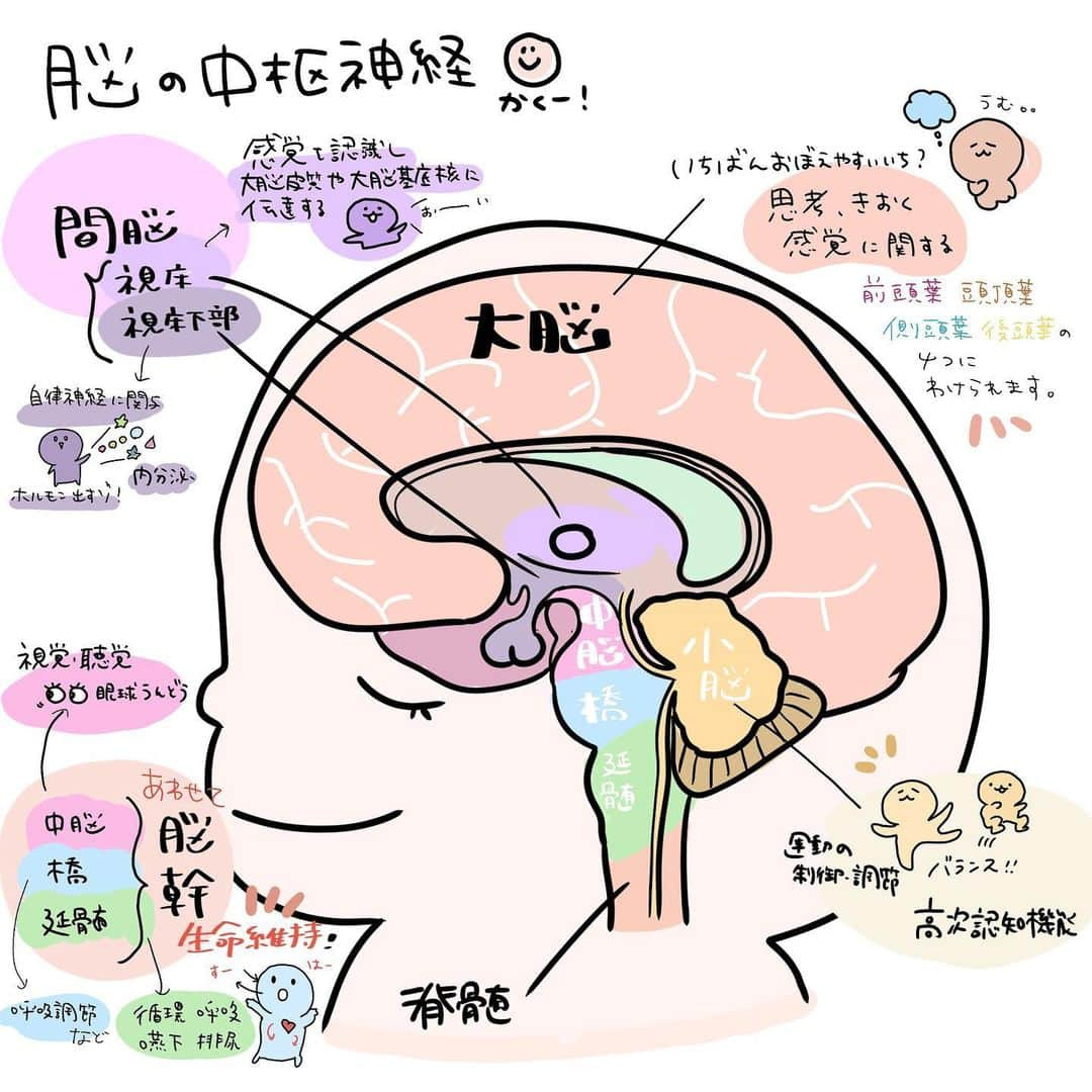 はやさんのインスタグラム写真 - (はやInstagram)「脳について🧠復習✏️  #看護師#看護学生#看護師の勉強垢#イラスト#illustration#看護師国家試験#看護師あるある#勉強#procreate#illust#手術#手術看護師#介護#介護士#介護福祉士#脳解剖#栄養士#保健師#理学療法士#臨床工学技士 #看護技術#ナース#薬剤師#検査#酸素療法#脳」4月7日 22時09分 - hayao_kam