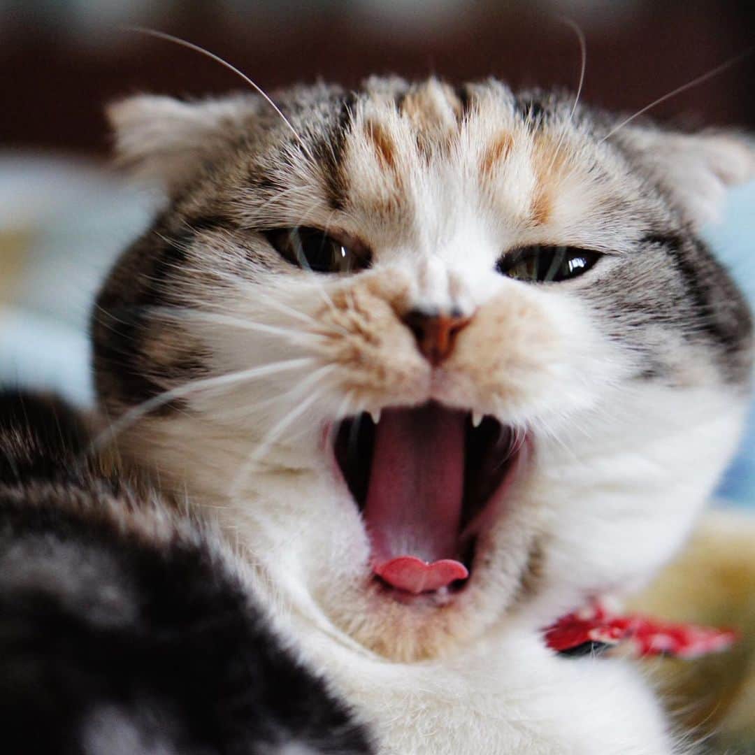 takegaeruのインスタグラム：「過去写真です かわいいあくびちゃん🥱   #cat #scottishfold #猫 #スコティッシュフォールド #三毛スコ友の会」