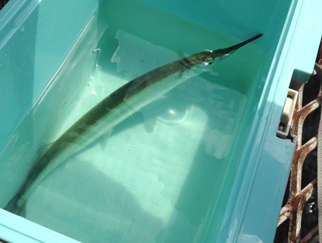 HARUKIさんのインスタグラム写真 - (HARUKIInstagram)「サヨリ🐟  #趣味 #釣り #サヨリ #人生で初めて釣った魚 #BUDDiiS」4月7日 22時16分 - iwaoharuki_official