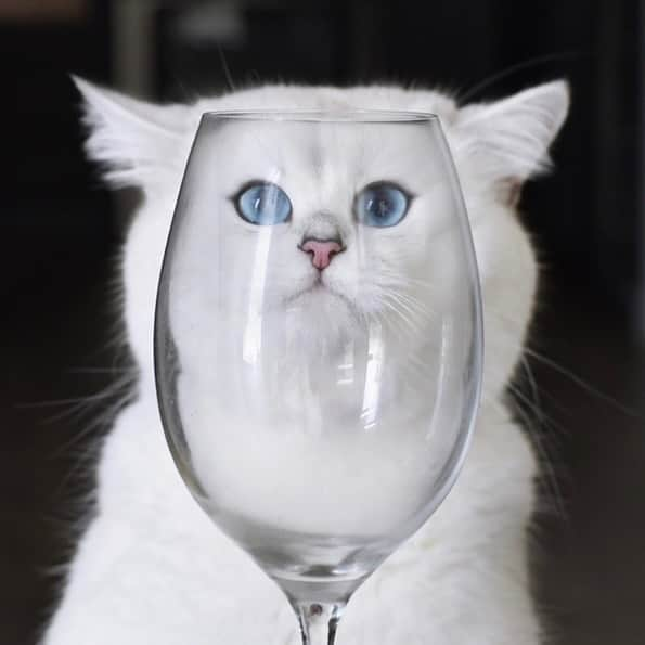 コビーさんのインスタグラム写真 - (コビーInstagram)「Check out this new face filter. It’s called “How about a refill?”」4月7日 22時20分 - cobythecat