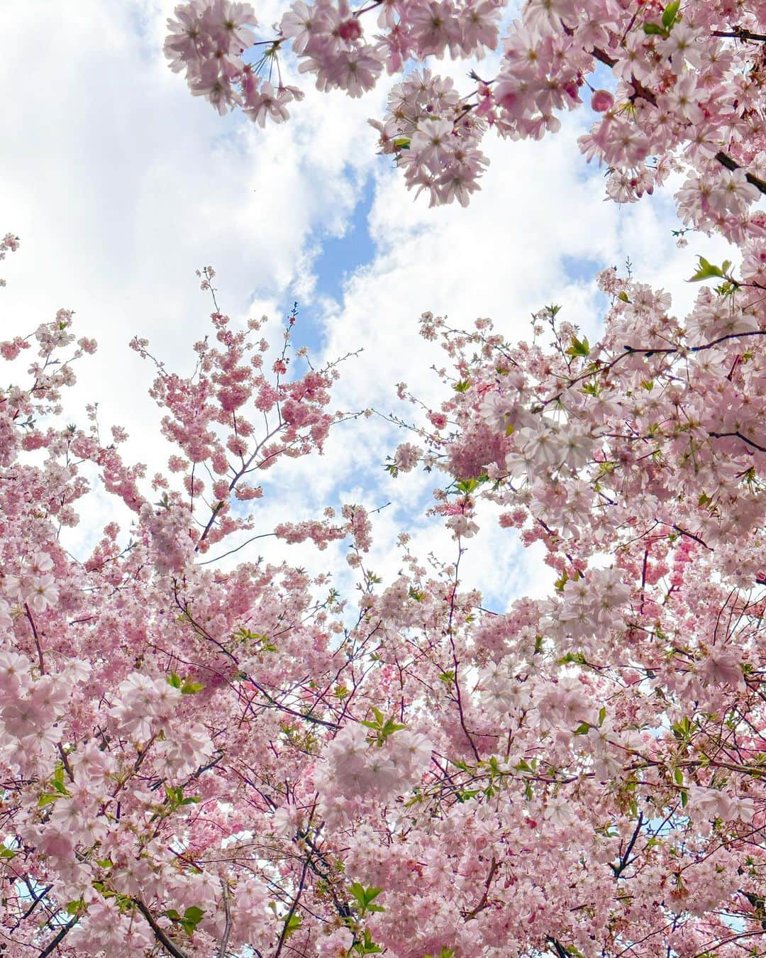 リンジー・エリンソンさんのインスタグラム写真 - (リンジー・エリンソンInstagram)「My favorite time of year 🌸🌸🌸 #cherryblossoms #springblooms」4月7日 22時24分 - lindsellingson
