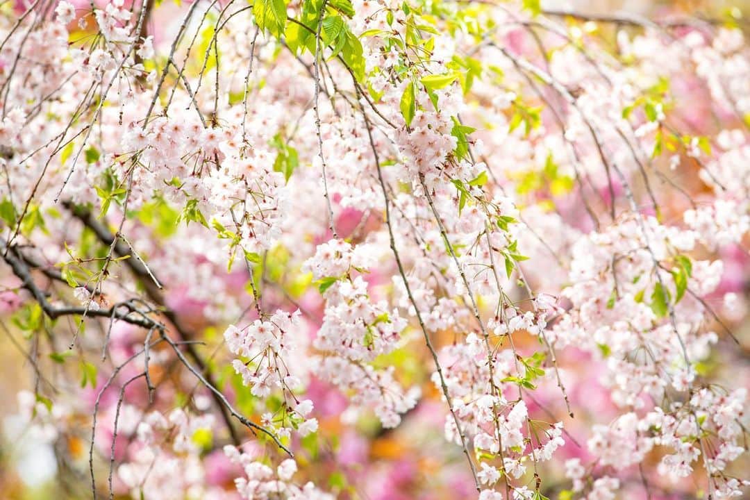 八芳園さんのインスタグラム写真 - (八芳園Instagram)「二十四節気では清明(せいめい)の頃となりました。  清明とは「清浄明潔」を略した言葉で、全てのものが清らかで生き生きとした様子を表しています。  八芳園の日本庭園では、八重桜や御衣黄が見頃を迎え、若々しい新緑が新しい季節を感じさせます。  《撮影日:2023/4/5(水)》  🌸🌸🌸  #八芳園 #happoen #お花見 #清明 #桜 #日本庭園 #はなすたぐらむ #flowerstagram #flower_daily #花のある暮らし #はなまっぷ #桜吹雪 #お花見スポット  #カメラ部 #キリトリセカイ #写真好きな人と繋がりたい #カメラ好きな人と繋がりたい #ファインダー越しの私の世界  #japanesegarden #tokyotokyo #tokyotrip #japan_of_insta #jp_mood #jp_gallery #dreamyphoto #wonderful_places #bestphoto_japan #japan_daytime_view」4月7日 22時30分 - happoen
