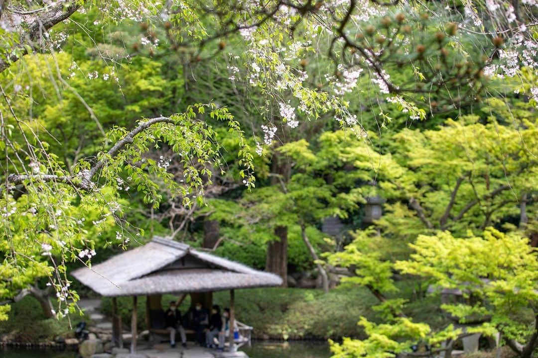 八芳園さんのインスタグラム写真 - (八芳園Instagram)「二十四節気では清明(せいめい)の頃となりました。  清明とは「清浄明潔」を略した言葉で、全てのものが清らかで生き生きとした様子を表しています。  八芳園の日本庭園では、八重桜や御衣黄が見頃を迎え、若々しい新緑が新しい季節を感じさせます。  《撮影日:2023/4/5(水)》  🌸🌸🌸  #八芳園 #happoen #お花見 #清明 #桜 #日本庭園 #はなすたぐらむ #flowerstagram #flower_daily #花のある暮らし #はなまっぷ #桜吹雪 #お花見スポット  #カメラ部 #キリトリセカイ #写真好きな人と繋がりたい #カメラ好きな人と繋がりたい #ファインダー越しの私の世界  #japanesegarden #tokyotokyo #tokyotrip #japan_of_insta #jp_mood #jp_gallery #dreamyphoto #wonderful_places #bestphoto_japan #japan_daytime_view」4月7日 22時30分 - happoen