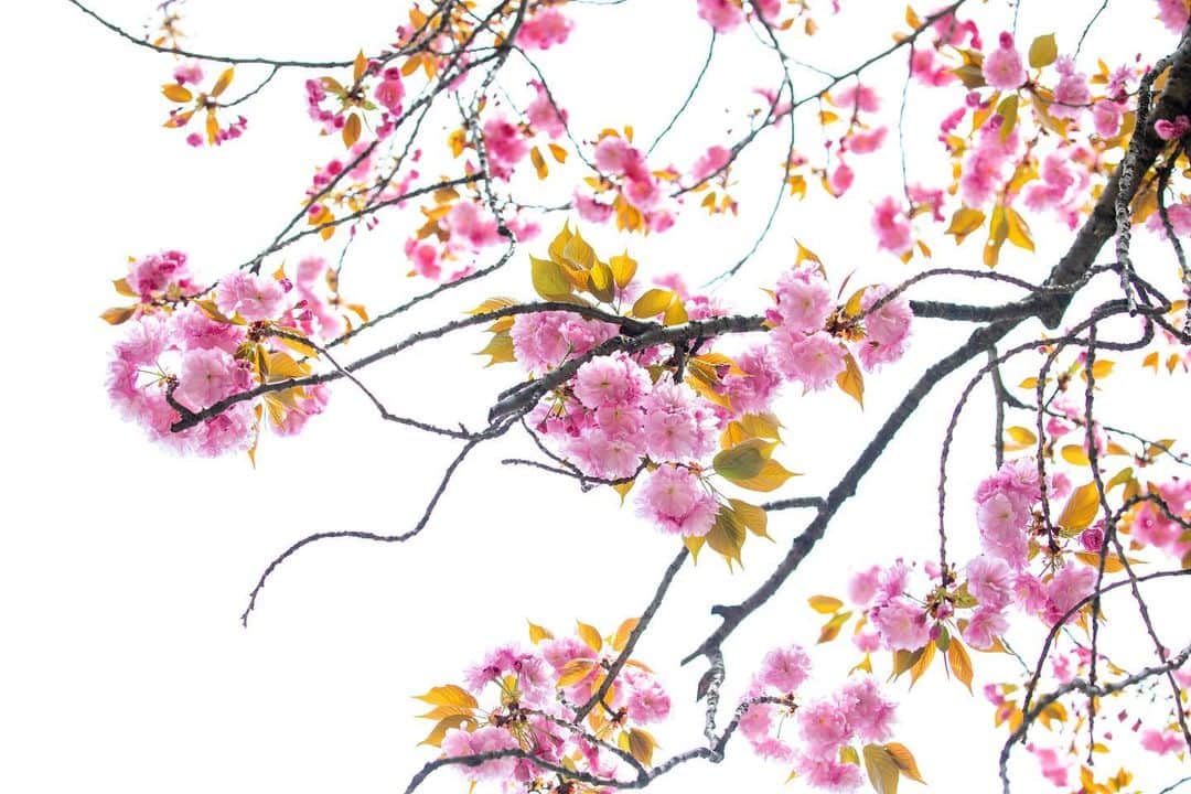 八芳園のインスタグラム：「二十四節気では清明(せいめい)の頃となりました。  清明とは「清浄明潔」を略した言葉で、全てのものが清らかで生き生きとした様子を表しています。  八芳園の日本庭園では、八重桜や御衣黄が見頃を迎え、若々しい新緑が新しい季節を感じさせます。  《撮影日:2023/4/5(水)》  🌸🌸🌸  #八芳園 #happoen #お花見 #清明 #桜 #日本庭園 #はなすたぐらむ #flowerstagram #flower_daily #花のある暮らし #はなまっぷ #桜吹雪 #お花見スポット  #カメラ部 #キリトリセカイ #写真好きな人と繋がりたい #カメラ好きな人と繋がりたい #ファインダー越しの私の世界  #japanesegarden #tokyotokyo #tokyotrip #japan_of_insta #jp_mood #jp_gallery #dreamyphoto #wonderful_places #bestphoto_japan #japan_daytime_view」