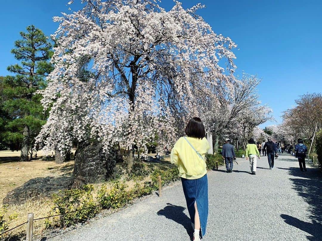 武田訓佳さんのインスタグラム写真 - (武田訓佳Instagram)「🌸 ・ すまたんでお届けした 二条城の桜たち🌸 3月の末に取材に行ったので、 満開も満開🤍 加えて最高のお天気で どこ向いても完璧な景色🙈💕💕 なんと幸せなロケだ。 ありがたや〜でした🤤🌸🌸 ・ 夜のネイキッドは写真撮るの下手やった… うまく記録に残せず🥲 ・ ・ めいっぱい満喫させていただきました🍡💛 ・ ・ ・ #たけだのおしごと #すまたん #ロケ #桜 #🌸 #京都 #二条城 #ネイキッド #写真撮ってくれてるのは #ADまきたちゃん #めちゃ上手 #ありがたや #お花見 #おすそ分け #🍡 #💕」4月7日 22時51分 - kunika0117