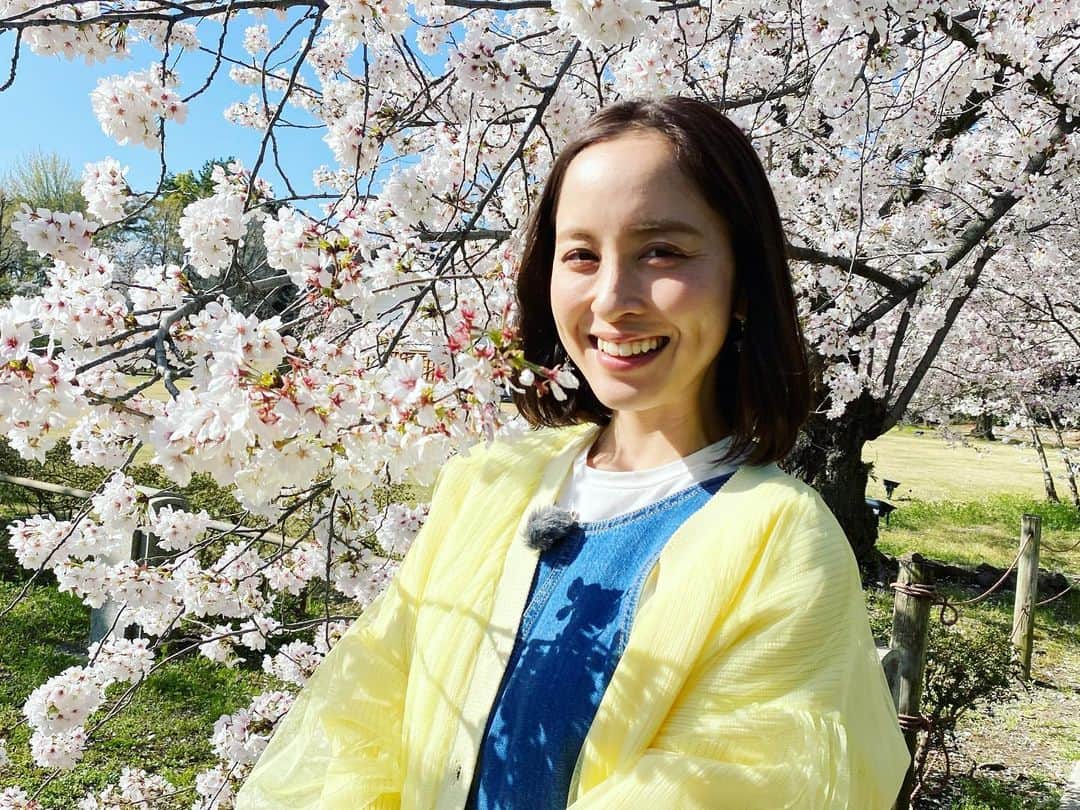 武田訓佳さんのインスタグラム写真 - (武田訓佳Instagram)「🌸 ・ すまたんでお届けした 二条城の桜たち🌸 3月の末に取材に行ったので、 満開も満開🤍 加えて最高のお天気で どこ向いても完璧な景色🙈💕💕 なんと幸せなロケだ。 ありがたや〜でした🤤🌸🌸 ・ 夜のネイキッドは写真撮るの下手やった… うまく記録に残せず🥲 ・ ・ めいっぱい満喫させていただきました🍡💛 ・ ・ ・ #たけだのおしごと #すまたん #ロケ #桜 #🌸 #京都 #二条城 #ネイキッド #写真撮ってくれてるのは #ADまきたちゃん #めちゃ上手 #ありがたや #お花見 #おすそ分け #🍡 #💕」4月7日 22時51分 - kunika0117