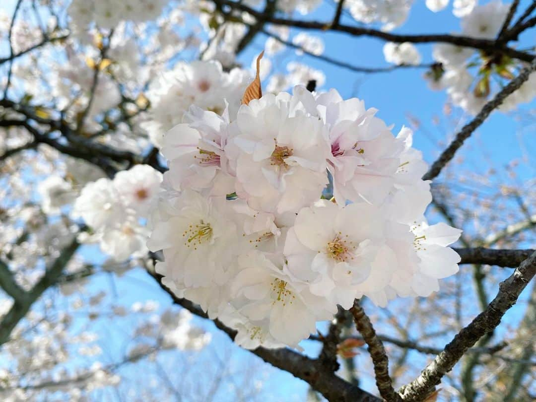 武田訓佳さんのインスタグラム写真 - (武田訓佳Instagram)「🌸 ・ すまたんでお届けした 二条城の桜たち🌸 3月の末に取材に行ったので、 満開も満開🤍 加えて最高のお天気で どこ向いても完璧な景色🙈💕💕 なんと幸せなロケだ。 ありがたや〜でした🤤🌸🌸 ・ 夜のネイキッドは写真撮るの下手やった… うまく記録に残せず🥲 ・ ・ めいっぱい満喫させていただきました🍡💛 ・ ・ ・ #たけだのおしごと #すまたん #ロケ #桜 #🌸 #京都 #二条城 #ネイキッド #写真撮ってくれてるのは #ADまきたちゃん #めちゃ上手 #ありがたや #お花見 #おすそ分け #🍡 #💕」4月7日 22時51分 - kunika0117