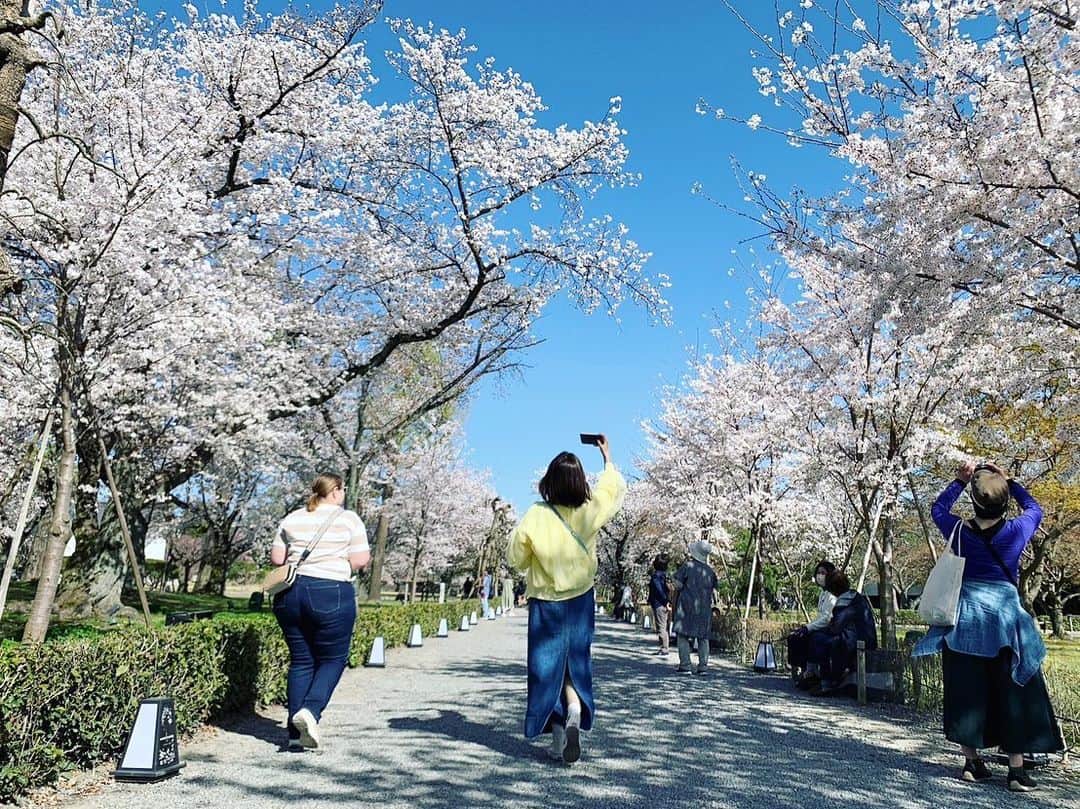 のインスタグラム：「🌸 ・ すまたんでお届けした 二条城の桜たち🌸 3月の末に取材に行ったので、 満開も満開🤍 加えて最高のお天気で どこ向いても完璧な景色🙈💕💕 なんと幸せなロケだ。 ありがたや〜でした🤤🌸🌸 ・ 夜のネイキッドは写真撮るの下手やった… うまく記録に残せず🥲 ・ ・ めいっぱい満喫させていただきました🍡💛 ・ ・ ・ #たけだのおしごと #すまたん #ロケ #桜 #🌸 #京都 #二条城 #ネイキッド #写真撮ってくれてるのは #ADまきたちゃん #めちゃ上手 #ありがたや #お花見 #おすそ分け #🍡 #💕」