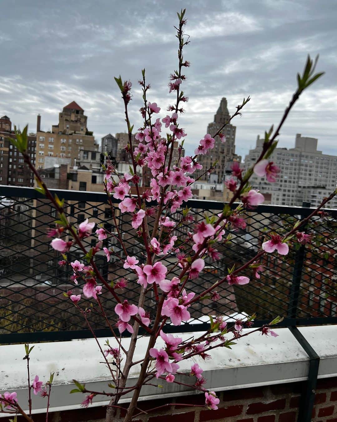 スーザン・サランドンのインスタグラム：「Last year this beauty gave me a peach. A gift from @annafriel and the special time we spent together in Georgia. Thank you my sweet. Fingers crossed🤞it happens again.」