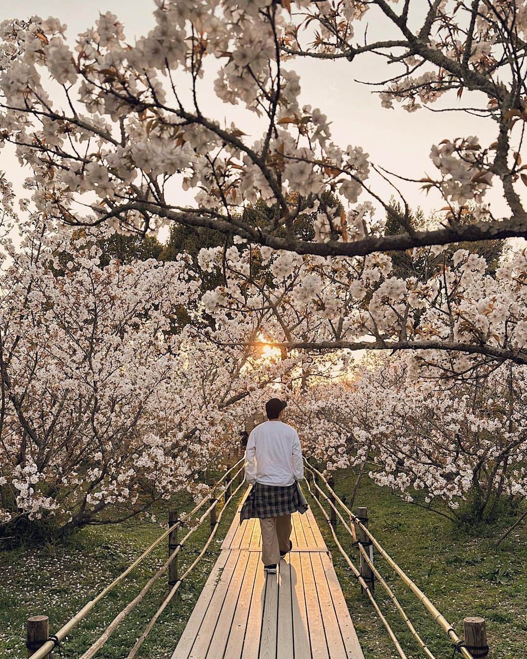 三浦大地さんのインスタグラム写真 - (三浦大地Instagram)「桜舞い散る京都を散歩。  仁和寺、霊鑑寺、東寺、建仁寺…  四季折々の景色を観させてくれる。  現代人は画面の世界を生き過ぎたね。  現実はとても美しいよ？  #京都 #仁和寺 #霊鑑寺 #東寺 #建仁寺」4月7日 23時04分 - daichi_1127
