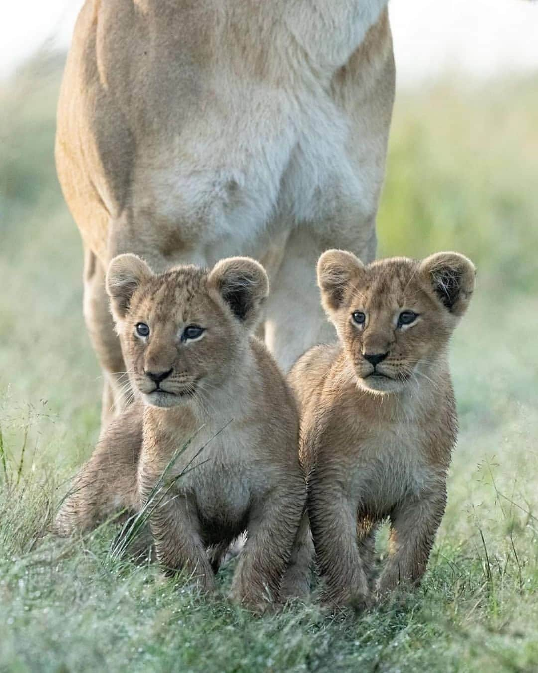 animalsさんのインスタグラム写真 - (animalsInstagram)「Baby lions with their mother in Mara North Conservancy in Kenya 💛🇰🇪 Photos by: @willbl」4月8日 1時10分 - babyanmlpics