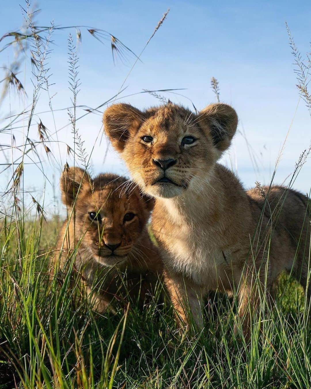 animalsさんのインスタグラム写真 - (animalsInstagram)「Baby lions with their mother in Mara North Conservancy in Kenya 💛🇰🇪 Photos by: @willbl」4月8日 1時10分 - babyanmlpics