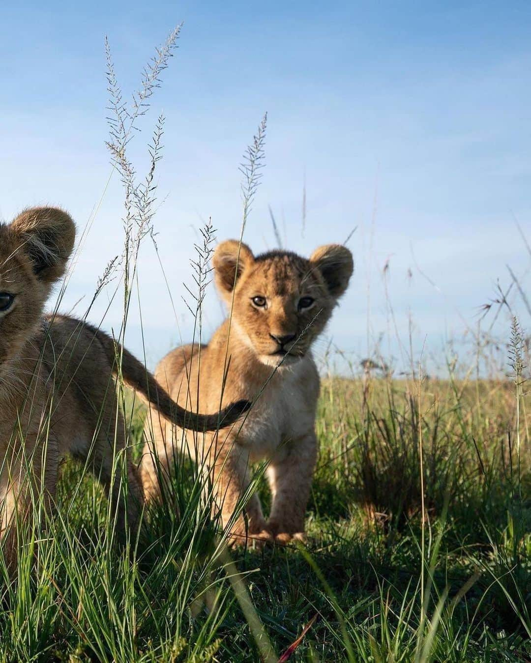 animalsさんのインスタグラム写真 - (animalsInstagram)「Baby lions with their mother in Mara North Conservancy in Kenya 💛🇰🇪 Photos by: @willbl」4月8日 1時10分 - babyanmlpics