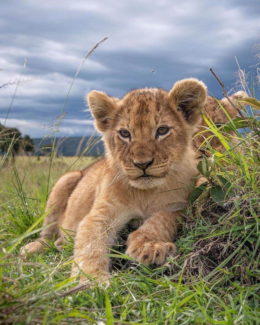 animalsさんのインスタグラム写真 - (animalsInstagram)「Baby lions with their mother in Mara North Conservancy in Kenya 💛🇰🇪 Photos by: @willbl」4月8日 1時10分 - babyanmlpics