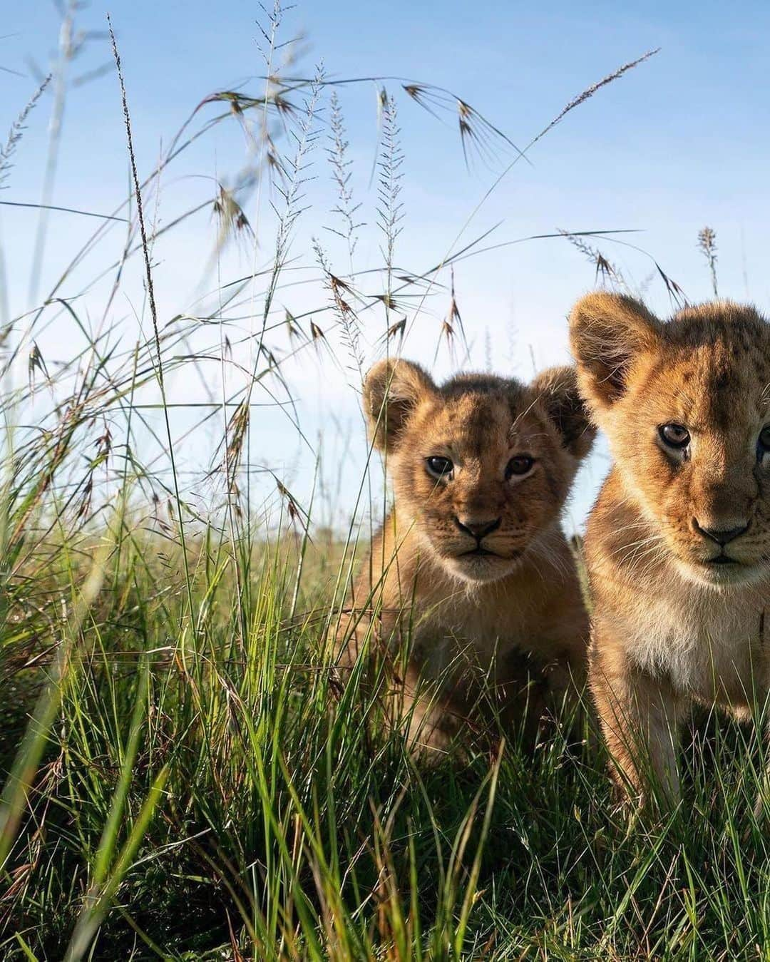 animalsさんのインスタグラム写真 - (animalsInstagram)「Baby lions with their mother in Mara North Conservancy in Kenya 💛🇰🇪 Photos by: @willbl」4月8日 1時10分 - babyanmlpics