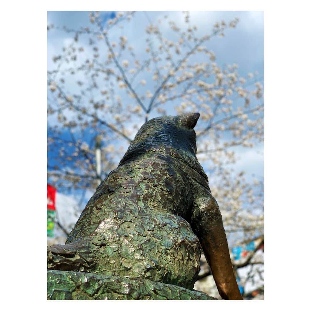 陽月華のインスタグラム：「☆  ハチも桜 見えるねぇ。  ♪  るんと暮らしはじめて ハチは 柴犬ではなく秋田犬なのだと はっきりくっきり認識したように思います。  るんはMIXちゃん。  #ハチ #ハチ公 #ハチ公前  #渋谷 #秋田犬   #2023 #春 #桜」