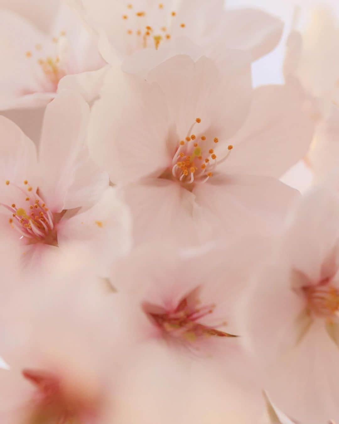 安田慎一さんのインスタグラム写真 - (安田慎一Instagram)「桜🌸2023📸  今年は早咲きでもうすっかり葉桜だけどなんとかスタジオの引っ越し&撮影の合間に📸  #桜 #桜2023  #sakura  #studioshin」4月7日 23時20分 - shinichiyasuda