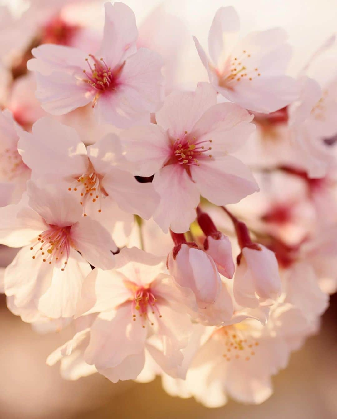 安田慎一さんのインスタグラム写真 - (安田慎一Instagram)「桜🌸2023📸  今年は早咲きでもうすっかり葉桜だけどなんとかスタジオの引っ越し&撮影の合間に📸  #桜 #桜2023  #sakura  #studioshin」4月7日 23時20分 - shinichiyasuda