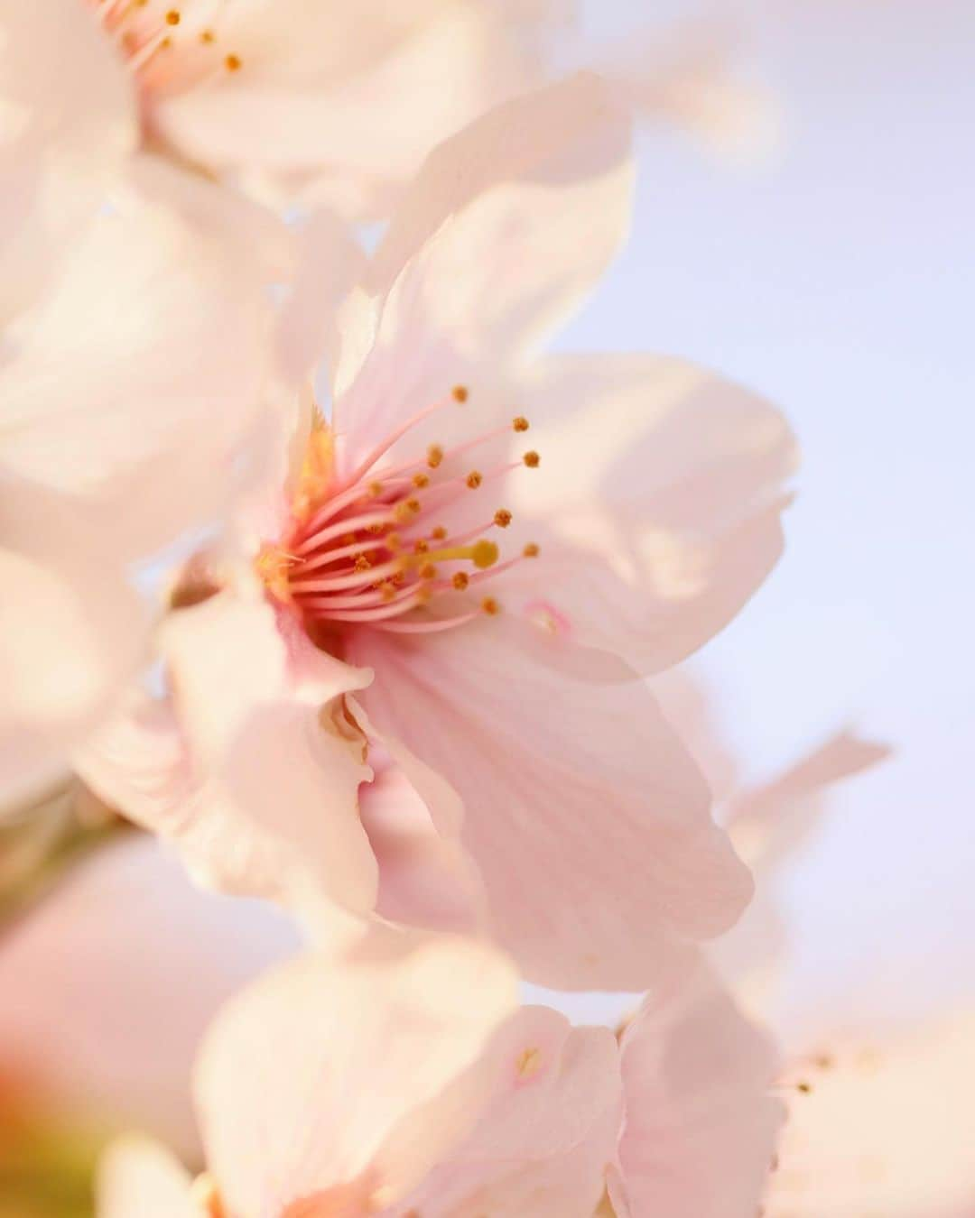 安田慎一さんのインスタグラム写真 - (安田慎一Instagram)「桜🌸2023📸  今年は早咲きでもうすっかり葉桜だけどなんとかスタジオの引っ越し&撮影の合間に📸  #桜 #桜2023  #sakura  #studioshin」4月7日 23時20分 - shinichiyasuda