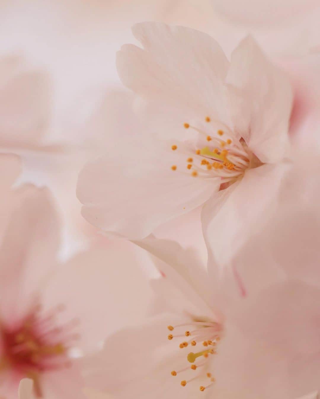 安田慎一さんのインスタグラム写真 - (安田慎一Instagram)「桜🌸2023📸  今年は早咲きでもうすっかり葉桜だけどなんとかスタジオの引っ越し&撮影の合間に📸  #桜 #桜2023  #sakura  #studioshin」4月7日 23時20分 - shinichiyasuda