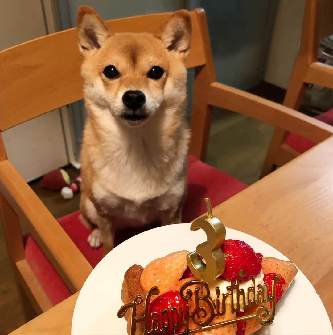 西山喜久恵のインスタグラム：「🐕 今日で3歳になりました‼️ 最近は、柴犬らしく凛々しくなって来たハル🌸 立派に成長しています。  #豆柴ハル #誕生日 #チルちゃん、シロタエちゃんおめでとう🎉 #こすずっこ」