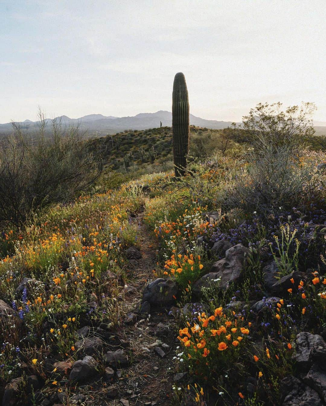 マディさんのインスタグラム写真 - (マディInstagram)「This pretty girl is slowing down, but I don’t mind, never felt like being in a hurry anyhow 🌵」4月7日 23時33分 - thiswildidea