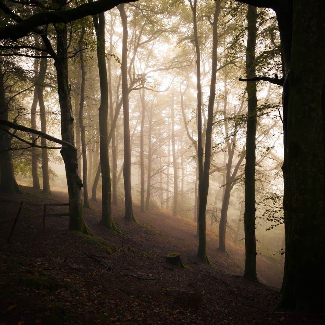 Canon UKさんのインスタグラム写真 - (Canon UKInstagram)「Going back to our roots 🌲🌳  @sebastianbevanphoto captured this stunning woodland image in Cornwood, South Devon.  Where’s your favourite place to shoot? 📍  Camera: EOS 5D Mark II Lens: EF 17-40mmL USM Shutter Speed: 1/10, Aperture: f/7.1, ISO 100  #canonuk #mycanon #canon_photography #liveforthestory」4月7日 23時50分 - canonuk