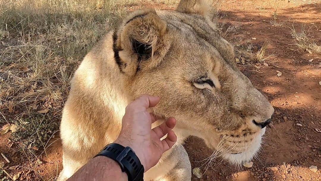 のインスタグラム：「This week’s video is a tribute to our beautiful Siam who sadly passed away from cancer. He was known as the Catnip King and the Super Smeller and was intelligent, patient and a good leader. I was honoured to call him a friend and he will be sorely missed. For the full tribute, please click the Komi link in my bio. . . #lion #wildlife #king #siam #catnipking #relationshipgoals #friends」