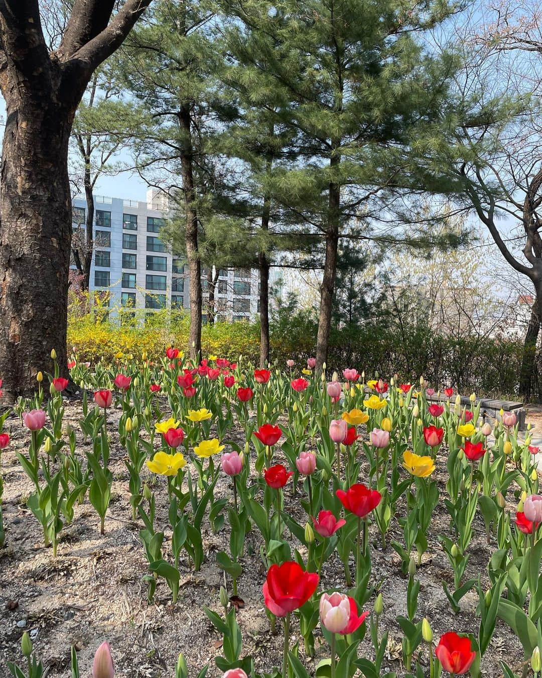 イ・ジュビンのインスタグラム：「어느새 봄🌸🌼🌺🌻#생존신고」