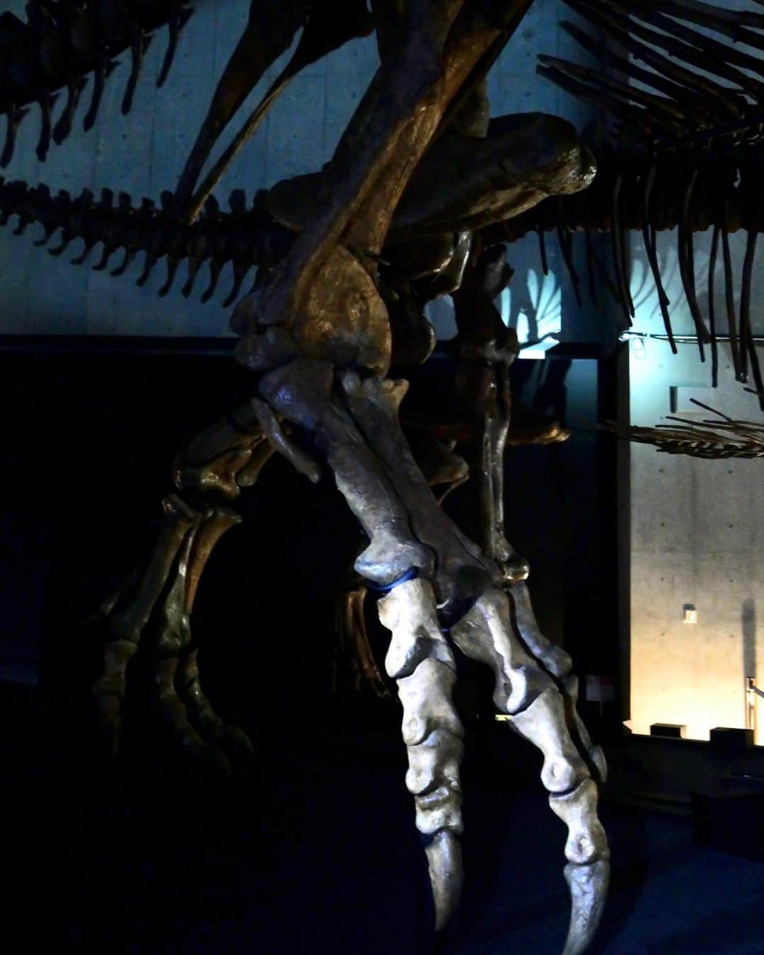岩井七世さんのインスタグラム写真 - (岩井七世Instagram)「恐竜博2023 ナイトミュージアム🦖  持ち物は小さなライト。 閉館後の博物館に忍び込んだかのように静かで薄暗い館内で、色んな角度から明かりを照らして恐竜の骨格をまじまじと見る。光の角度やパーツによって色んな見え方があるな。暗闇に浮かび上がる恐竜たちと私たちは、完全に映画の世界にいた🔦  私は恐竜のなかでも角や鎧の類が特に好きなので、今回の主役とされている“トゲトゲ”恐竜、ズールの展示は最高でした。写真5枚目は暗闇の中でライトが当たったズールのズーム。背中がちゃんとトゲトゲしている。このような生物が実在したことを示してくれる化石。たまんねえ。  あとナイトミュージアムで懐中電灯を当ててみるとなると、やっぱり肉食恐竜のかっこよさも見逃せない🦖ジュラシックパークを連想させる巨大な鉤爪！(2枚目の写真)  そして3枚目の、壁に映る影。 骨とシルエットで見る恐竜、これも昼間は見られない光景でたまんねえ。ここ数年の展示で見かける、影で動く恐竜のマッピングもとても好き。想像力を掻き立てて、生きる姿の面影を感じさせてくれる展示。  そして毎年新しい発見や研究の成果をわかりやすく伝えてくださる考古学者の人々、大人も子供も楽しめるイベントやグッズを企画してくれる人々、恐竜にまつわる皆様ありがとうございます。どこまでも楽しませてくれる！ついて行きます！  ひとまずこちらの恐竜博2023は 昼間の展示もじっくり観たいので 舞台が終わったらまたすぐ。   そして私が出演する舞台『新約東海道四谷怪談』も、面白くなってるのでお楽しみに。2週間後なので誕生日祝いにでも観に来てください。  #恐竜博2023 #恐竜 #ズール  #国立科学博物館 #ジュラシックガール」4月8日 0時45分 - nanaseiwai