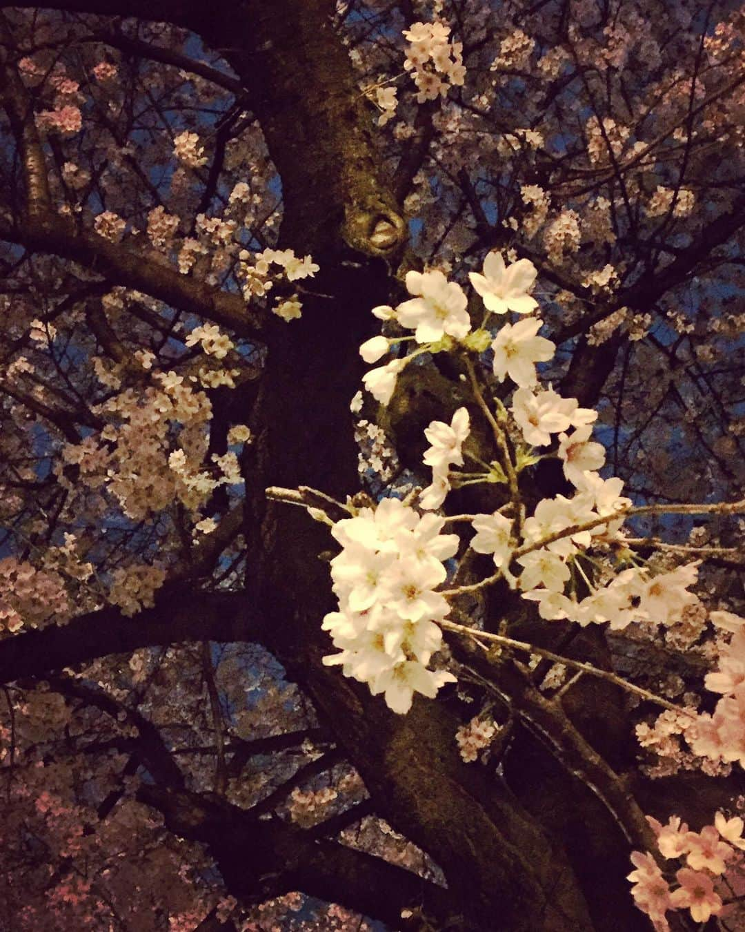 sayaのインスタグラム：「🌸🌸🌸  ☺️  saya」