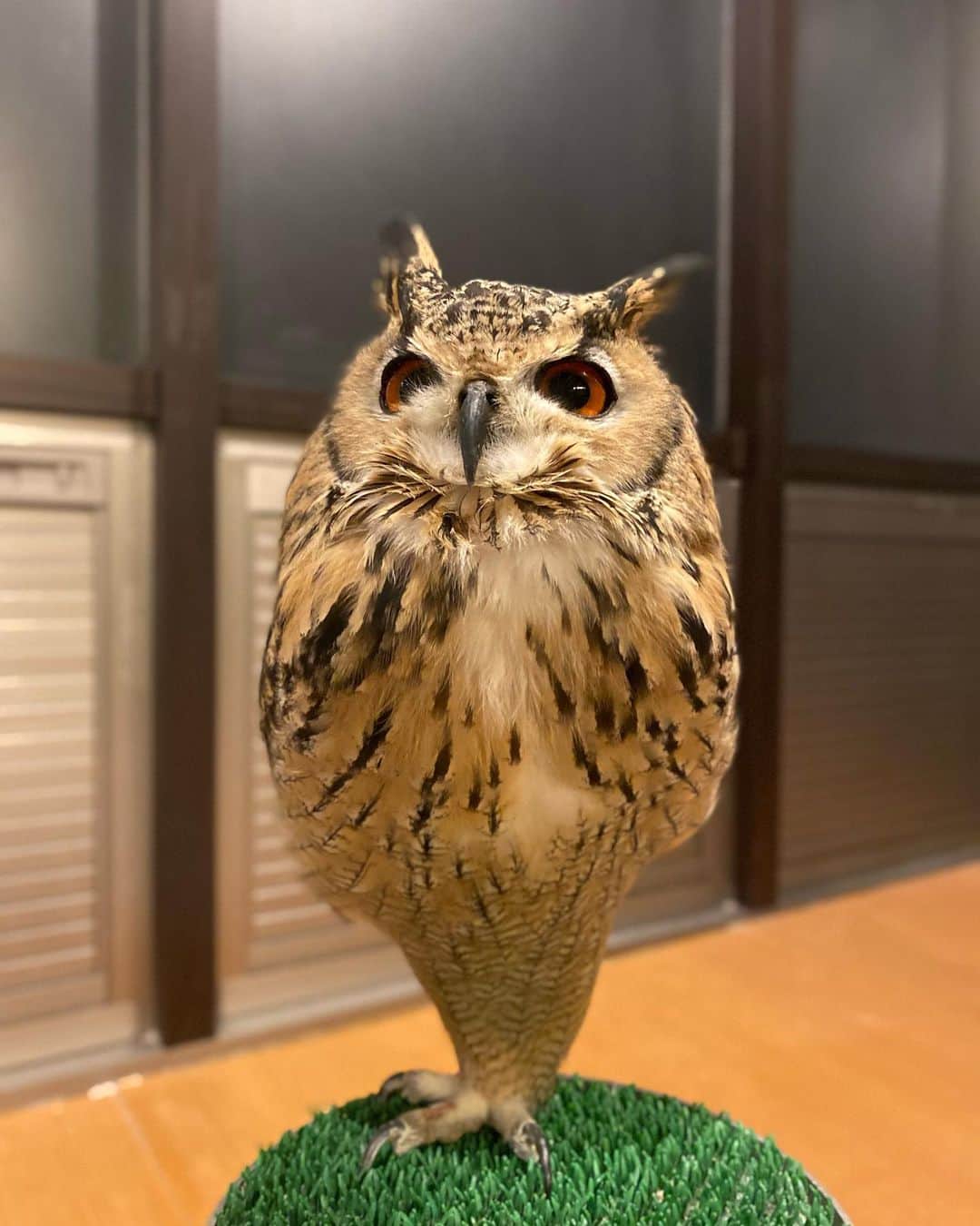 GEN3 Owlのインスタグラム：「似てるって言われた @genz64 Similar?  #owl #owlgaru #フクロウ #ポケモン #pokemon」