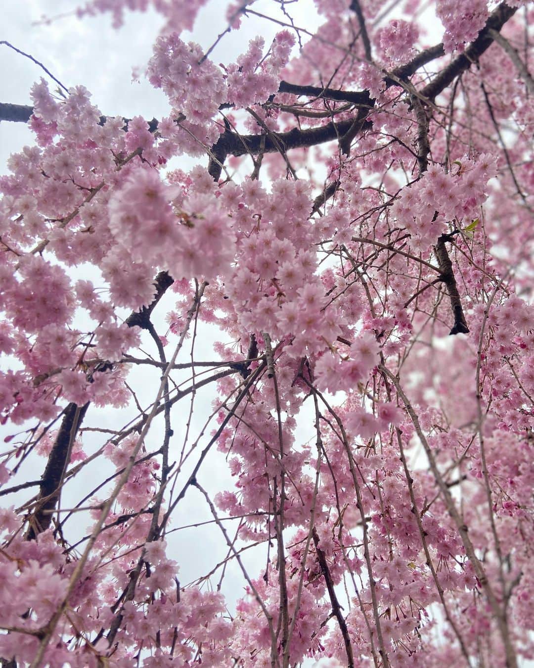 立石純子さんのインスタグラム写真 - (立石純子Instagram)「ふっさふさ☺️ 　 #4月 #sakura #桜 #park #cherryblossom #beautiful #photography #🌸 #japan_daytime_view #japantravel #ピンク #photooftheday #instapic」4月8日 0時52分 - junkokokotateishi