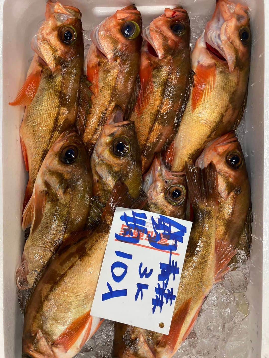 森田釣竿さんのインスタグラム写真 - (森田釣竿Instagram)「🇯🇵浦安泉銀🇯🇵 本日の魚食え！コノヤロー！！！」4月8日 6時19分 - tsurizaomorita3710