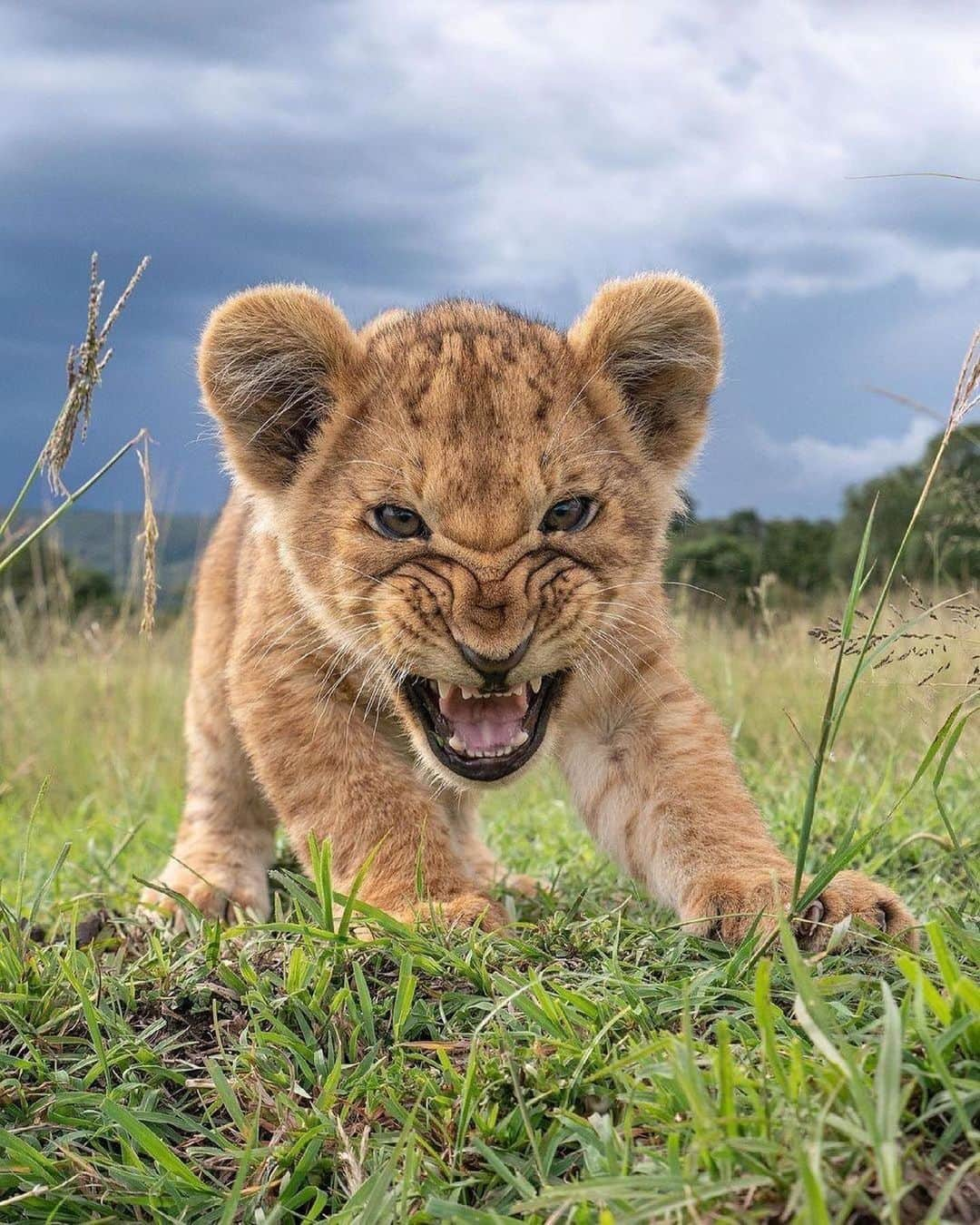 animalsのインスタグラム：「Baby lions with their mother in Mara North Conservancy in Kenya 💛🇰🇪 Photos by: @willbl」