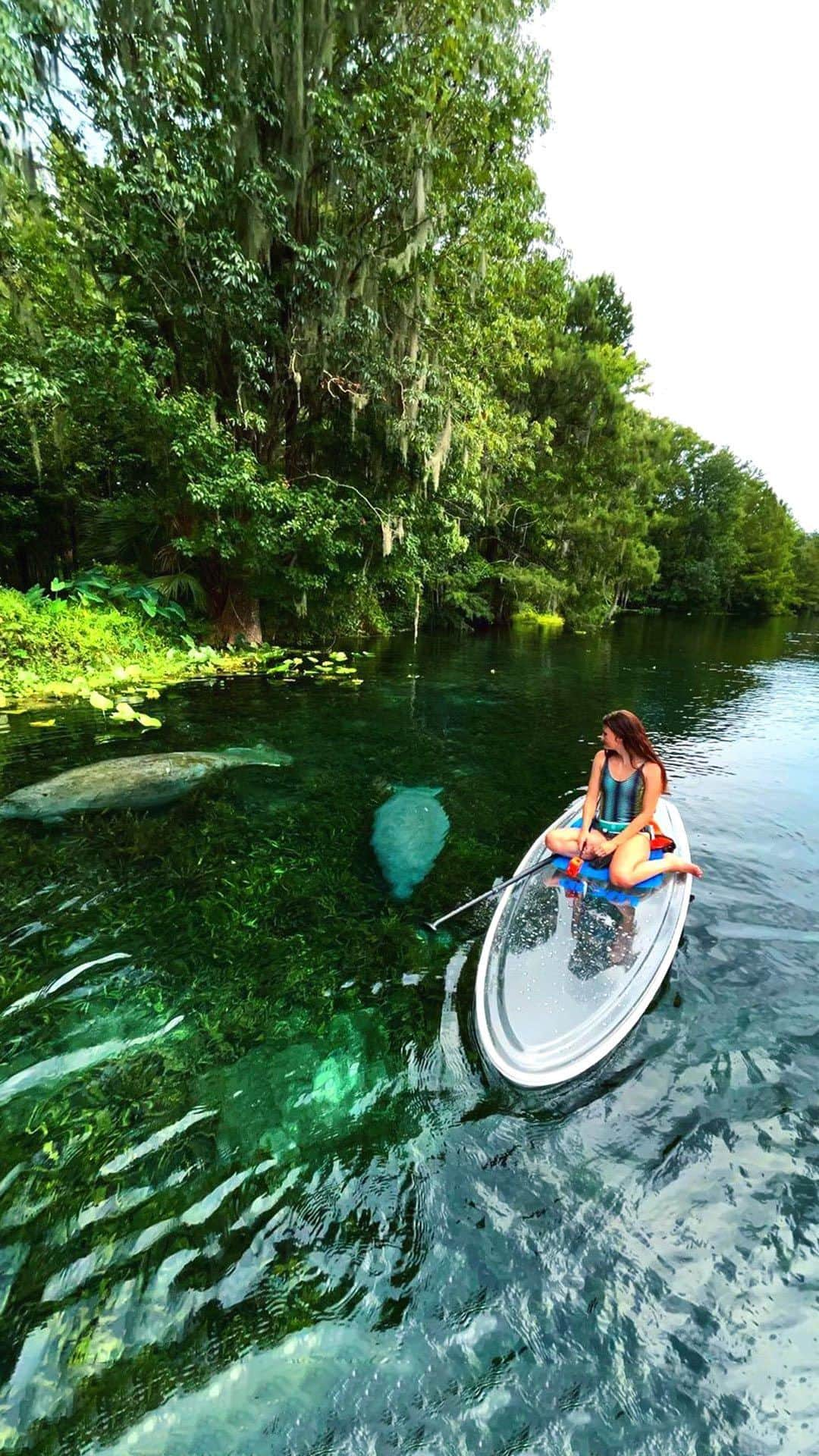 Visit The USAのインスタグラム：「Mingling with manatees? Check that off your bucket list in Silver Springs State Park, Florida. 🥰  Share this with your travel buddies for your next group trip!   🎥: @ecoventurefl / @joshswander 📸: @amberlee.barber  #VisitTheUSA #VisitFlorida #SilverSpringsStatePark #NatureFlorida #FloridaSprings #CentralFlorida #FloridaKayaking」