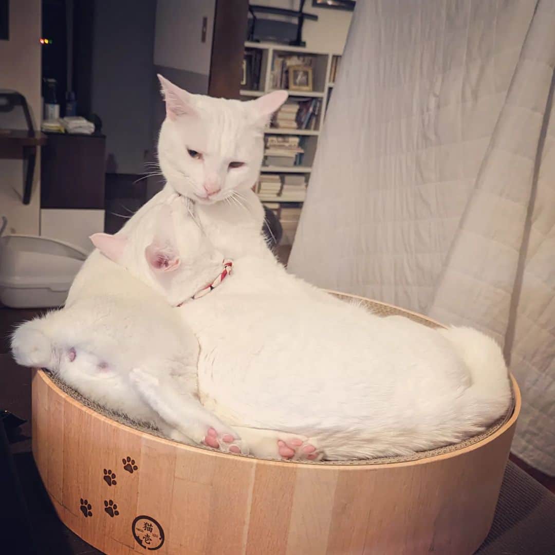 岡田屋鉄蔵のインスタグラム：「ピエタかな…」