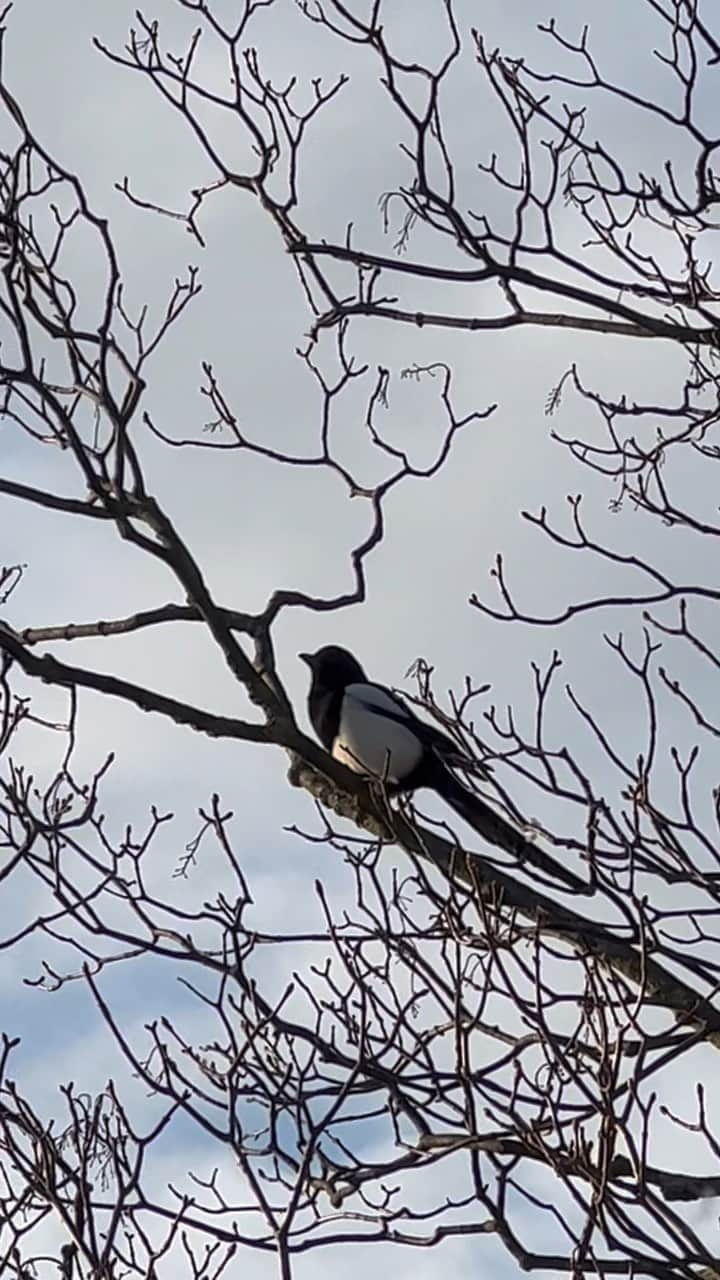 マリウス葉のインスタグラム：「Have you ever just stared at a tree or a bird or both? And have you ever observed the way you were staring the tree or the bird or both?  Whenever I do, I find myself being so content with myself and with my surroundings.  Just being and living in the moment.」