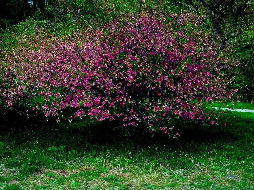 宍戸留美さんのインスタグラム写真 - (宍戸留美Instagram)「#spring #flowers #japan #fantasy #red #pink #green」4月8日 2時49分 - rumishishido