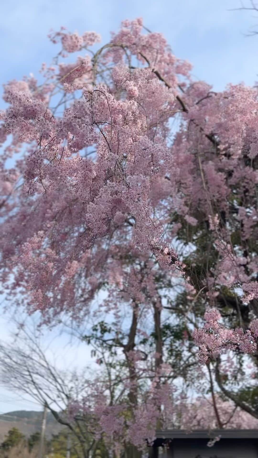 春木結宇のインスタグラム：「しだれ桜の花言葉は優美🌸💕」